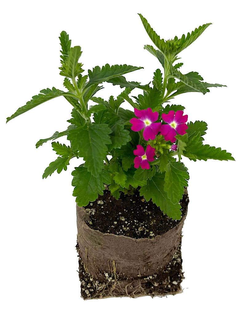 Verbena 'Lanai Upright Rose with Eye'