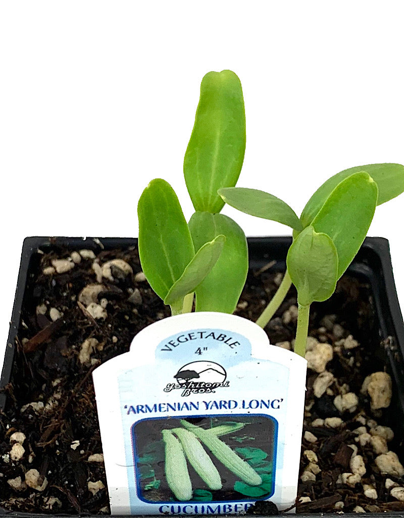 Cucumber 'Armenian'  4 Inch