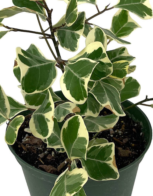 Ficus triangularis 'Variegated' 6 Inch - The Garden Corner
