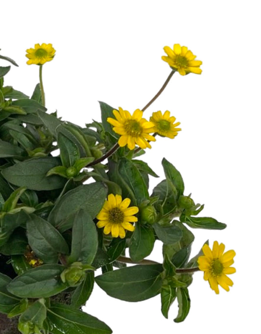 Sanvitalia 'Sunvy Trailing' - The Garden Corner