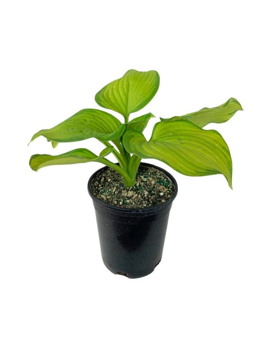 Hosta 'Stained Glass' 1 Gallon - The Garden Corner
