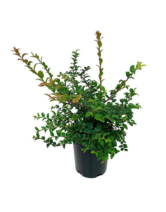 Vaccinium ovatum