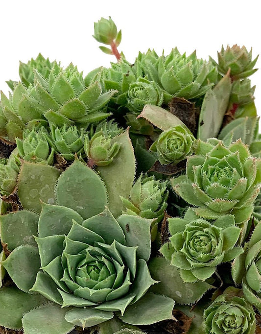 Sempervivum 'Glowing Embers' 4 inch - The Garden Corner