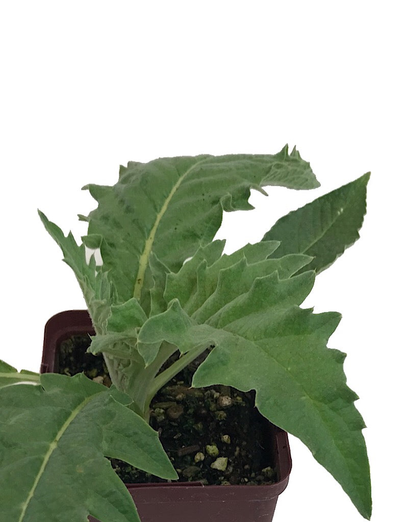 Artichoke 'Violetta' - Quart