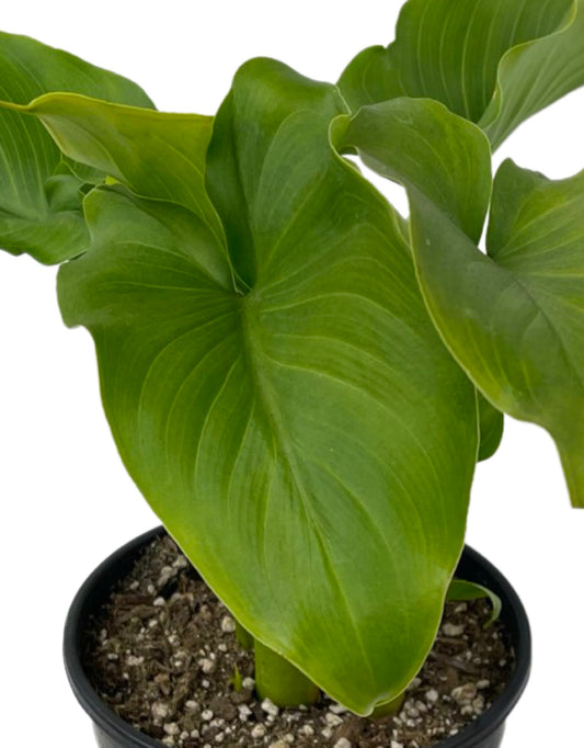 Zantedeschia aethiopica 'Hardy White' - The Garden Corner