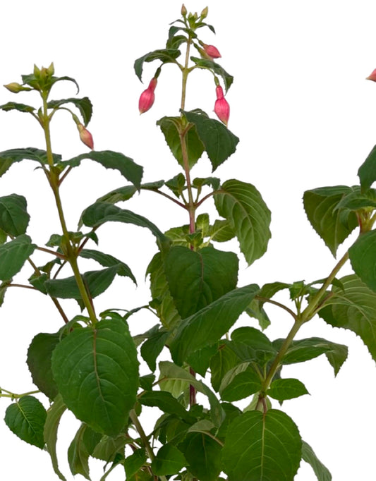Fuchsia 'Yolanda Franck' - The Garden Corner