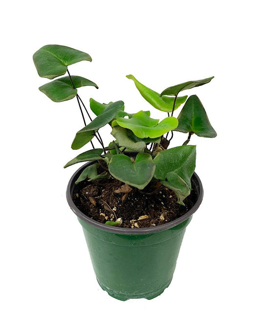 Hemionitis arifolia - The Garden Corner