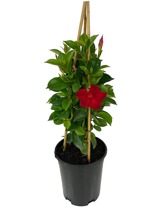 Mandevilla 'Sun Parasol Crimson' 1 Gallon