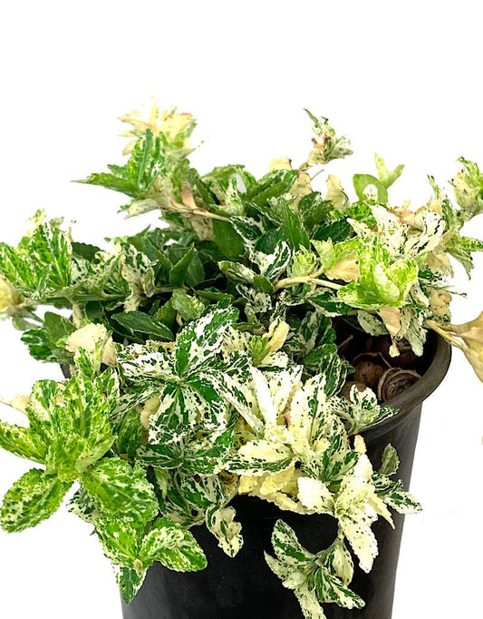 Euonymus 'Harliquin' 1 Gallon - The Garden Corner