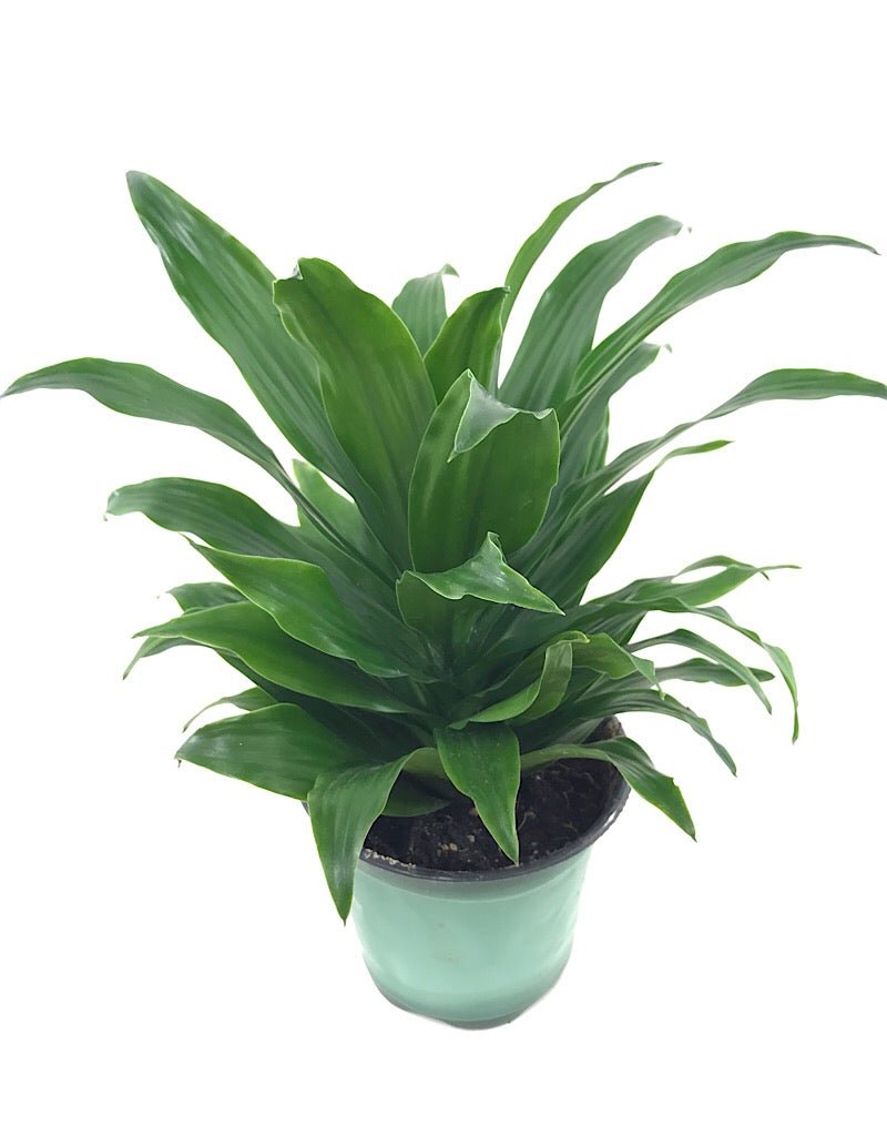 Dracaena 'JC Compacta' – The Garden Corner