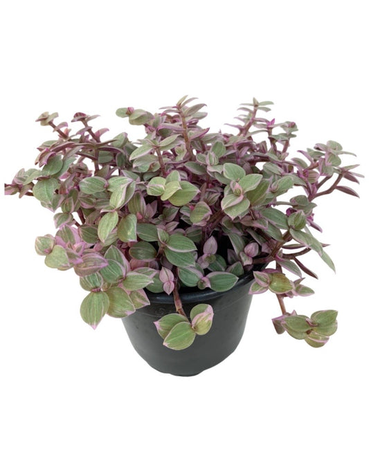 Callisia repens 'Pink Panther'