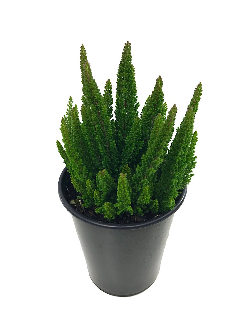 Calluna vulgaris 'Stockholm'