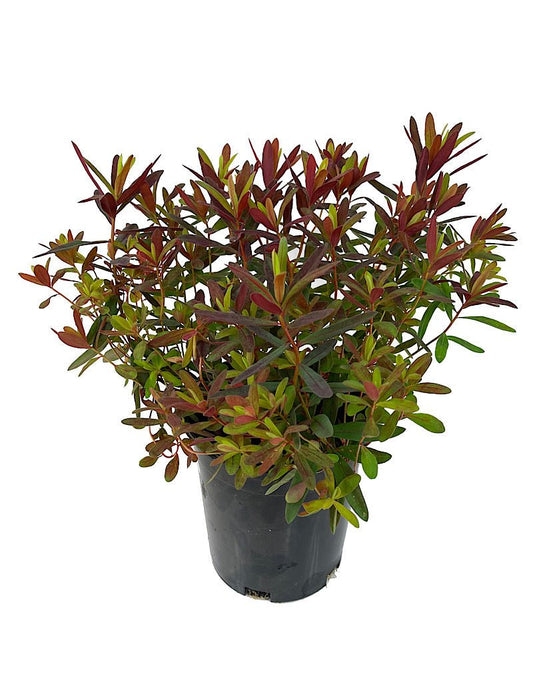 Euphorbia 'Bonfire' 1 Gallon - The Garden Corner