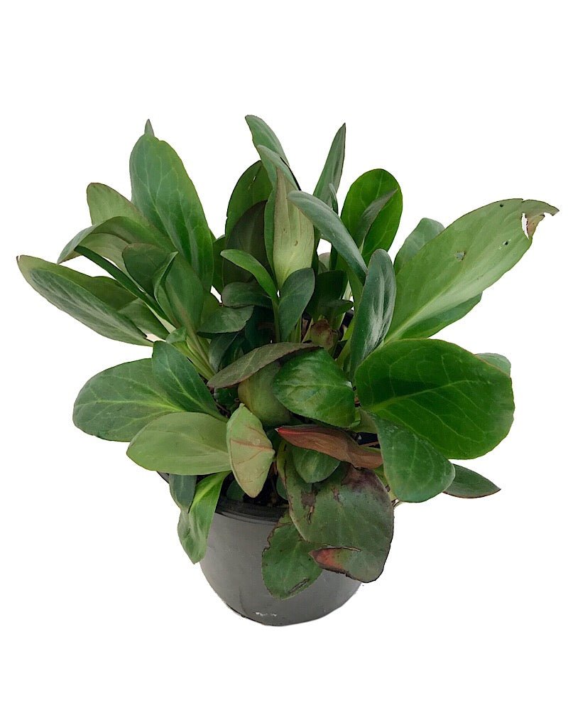 Bergenia 'Pink Dragonfly' - Perennials