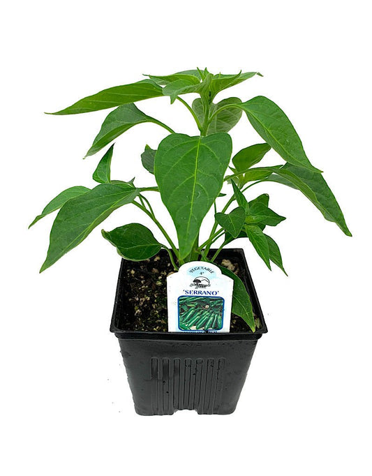 Pepper 'Serrano' - The Garden Corner