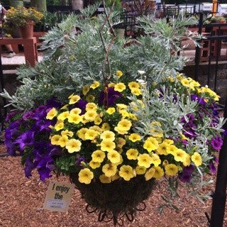 GC Exclusive 24 - The Garden Corner