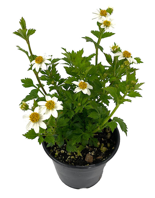 Bidens 'White Delight'