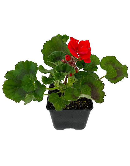 Geranium Zonal 'Tango Dark Red' - The Garden Corner