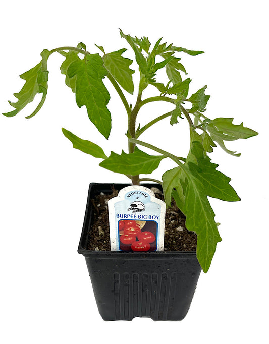 Tomato 'Burpee's Big Boy'