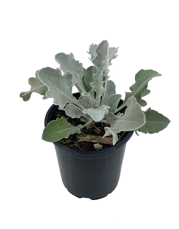 Centaurea 'Snowy Owl' Quart The Garden Corner