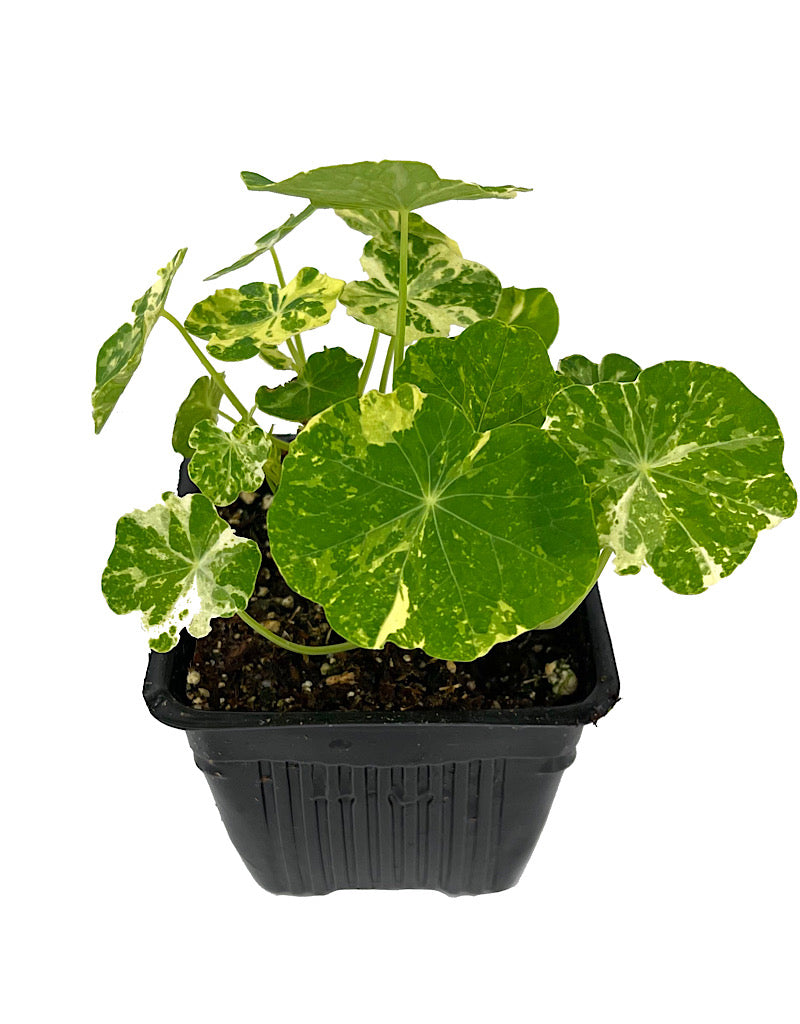 Nasturtium 'Alaska Mix'