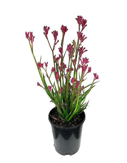 Anigozanthos 'Kanga Pink' 1 Gallon - The Garden Corner