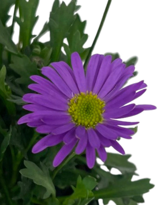 Brachyscome 'Fresco Purple'