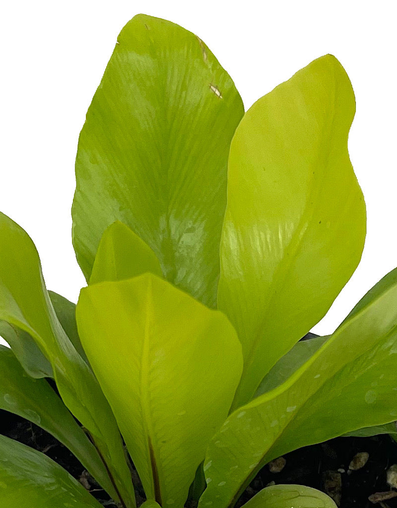 Asplenium nidus 'Antiquum'