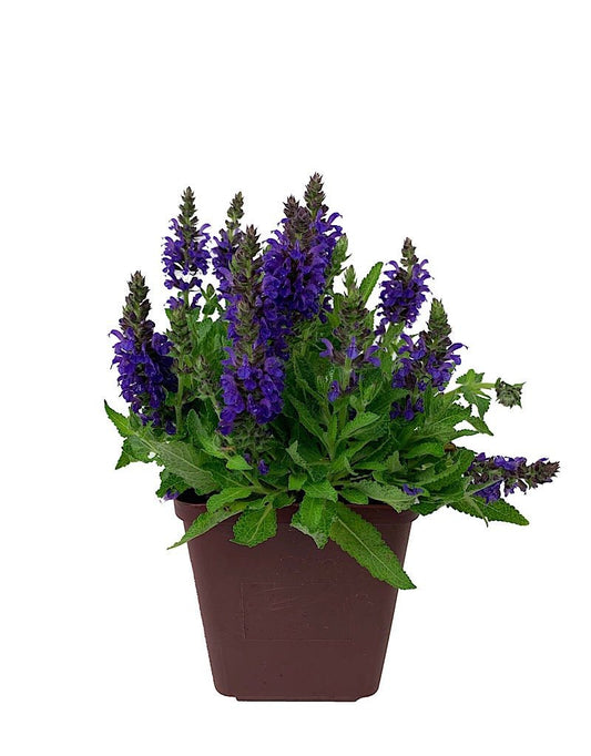 Salvia nemorosa 'Marcus' Quart - Perennials