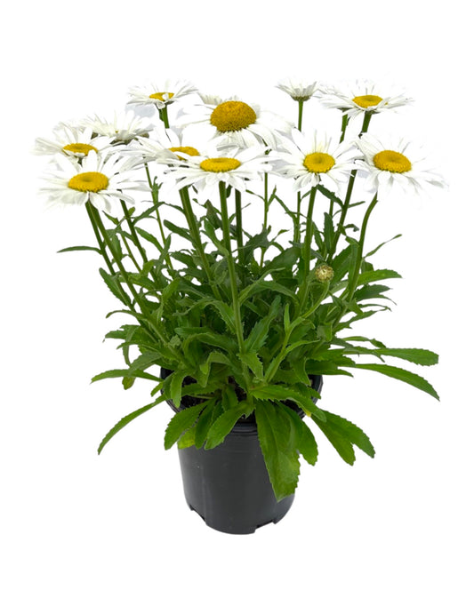 Leucanthemum 'Snowcap' 1 Gallon