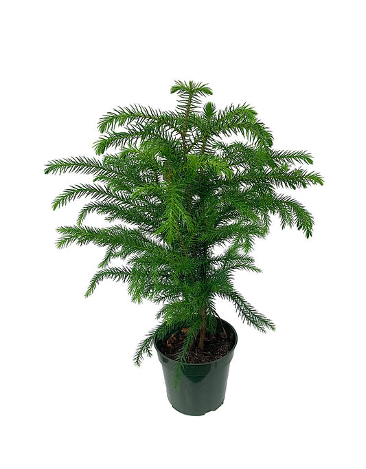 Araucaria heterophylla