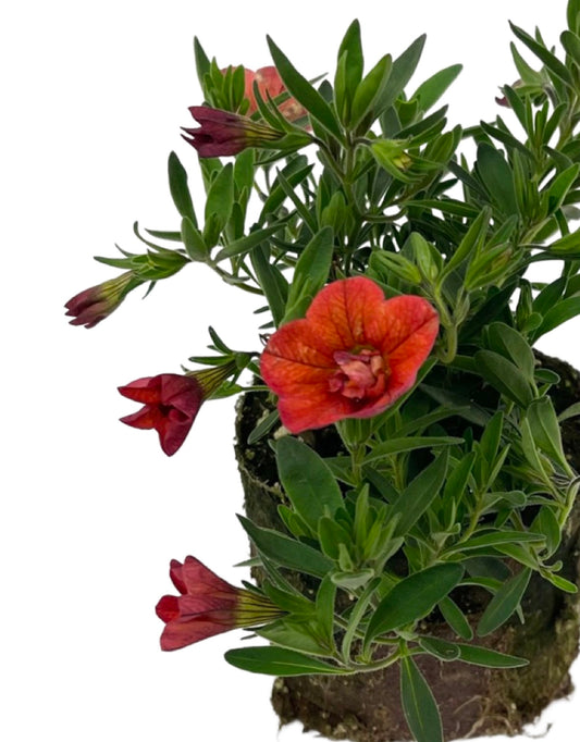Calibrachoa 'Superbells Double Orange'