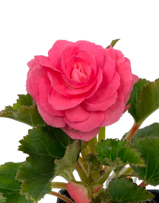 Begonia 'Nonstop Pink'