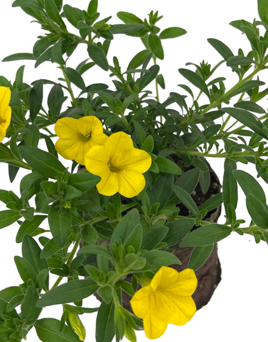 Calibrachoa 'Callie Yellow'