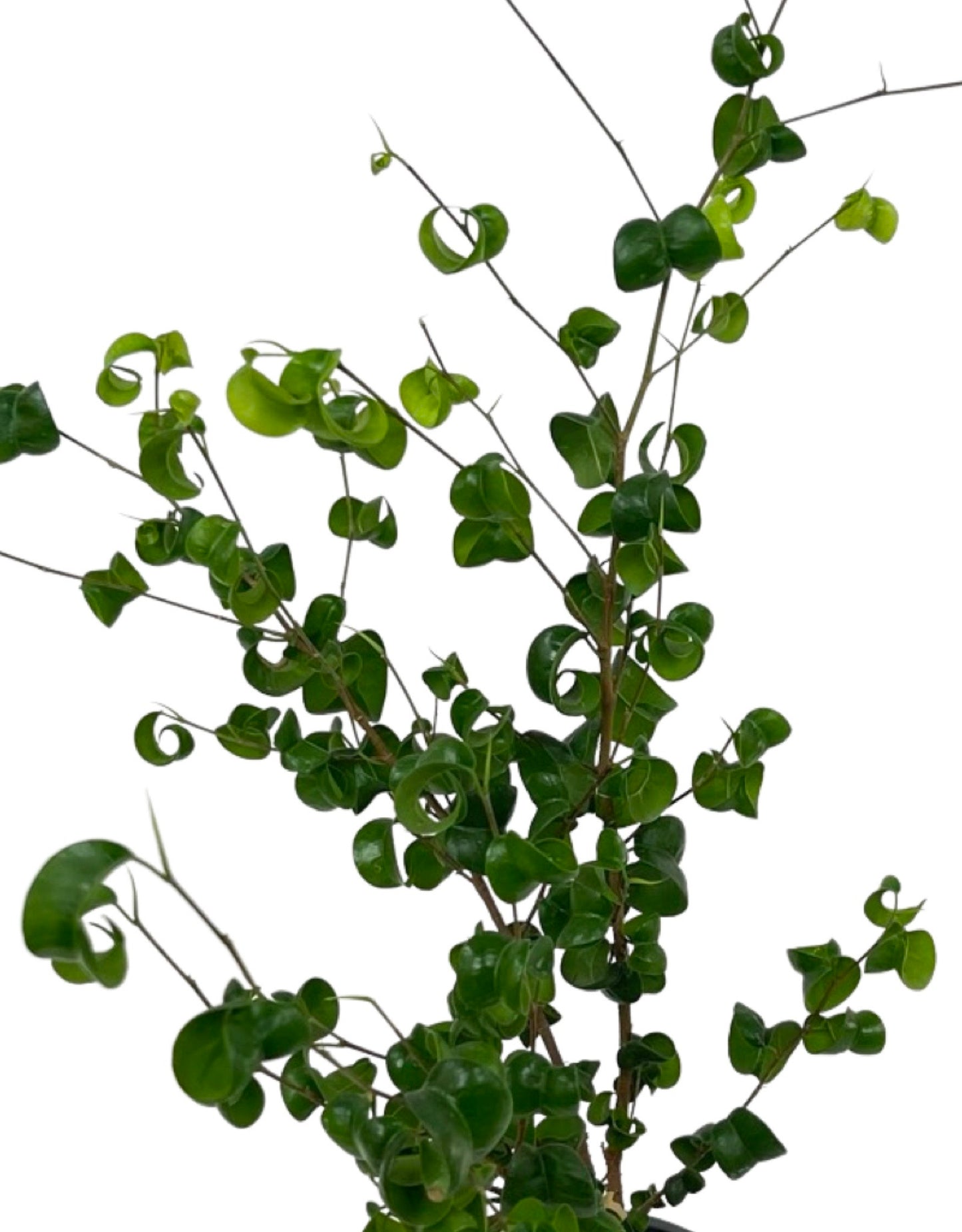 Ficus benjamina 'Pandora' Quart