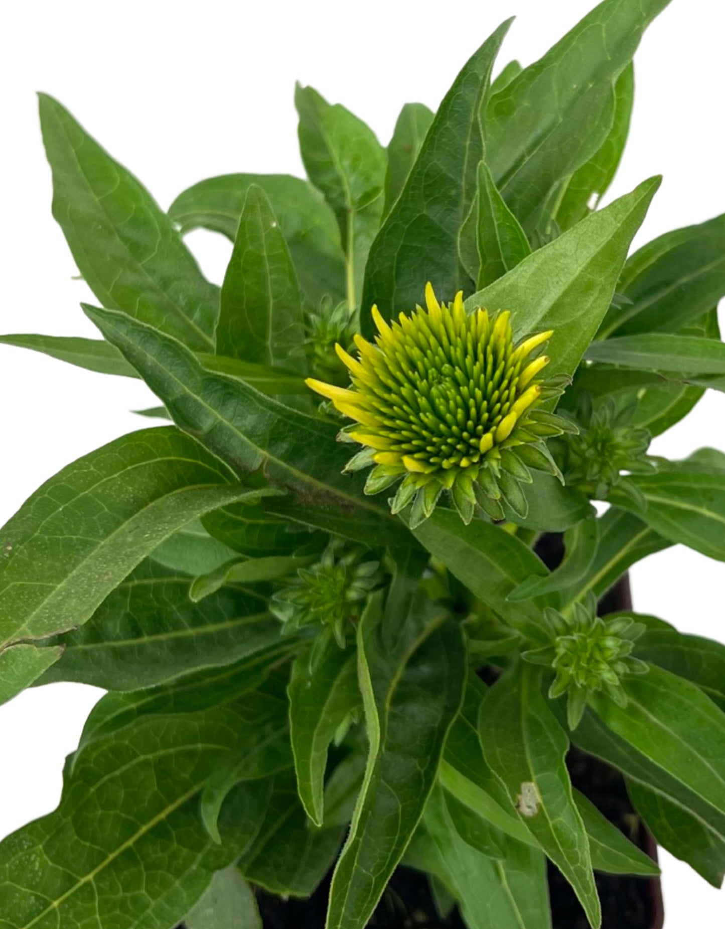 Echinacea 'Sombrero Poco Yellow'