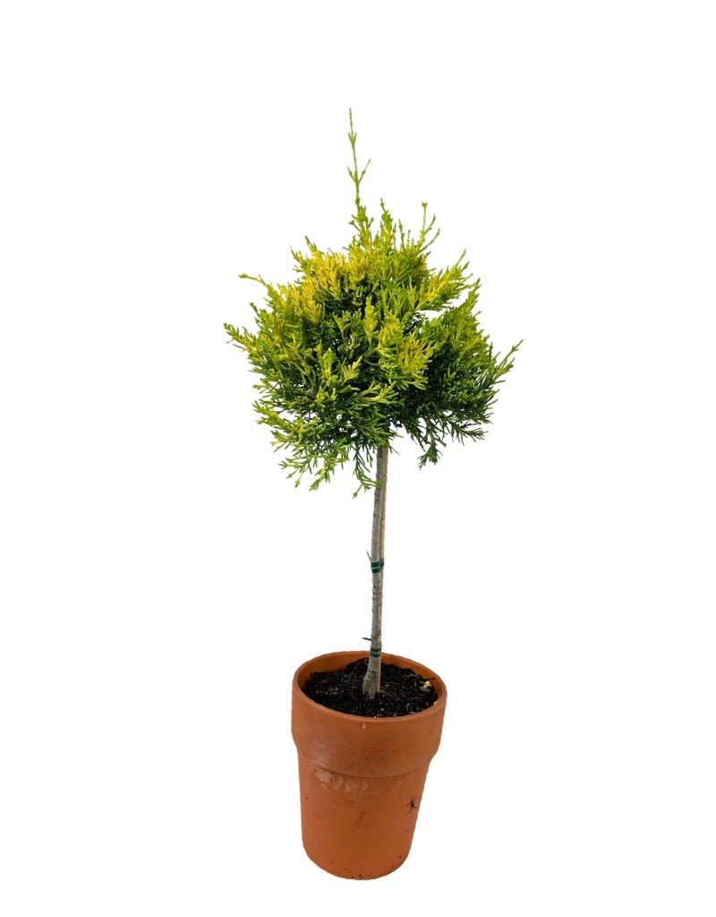 Cupressus macrocarpa 'Donard Gold' - The Garden Corner