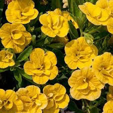 Calibrachoa 'Double Deep Yellow'