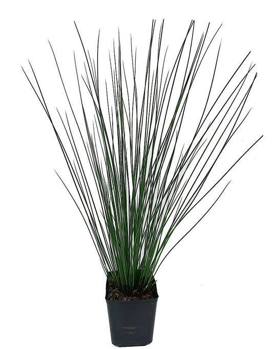 Juncus effusus 'Quartz Creek' 1 Gallon - The Garden Corner