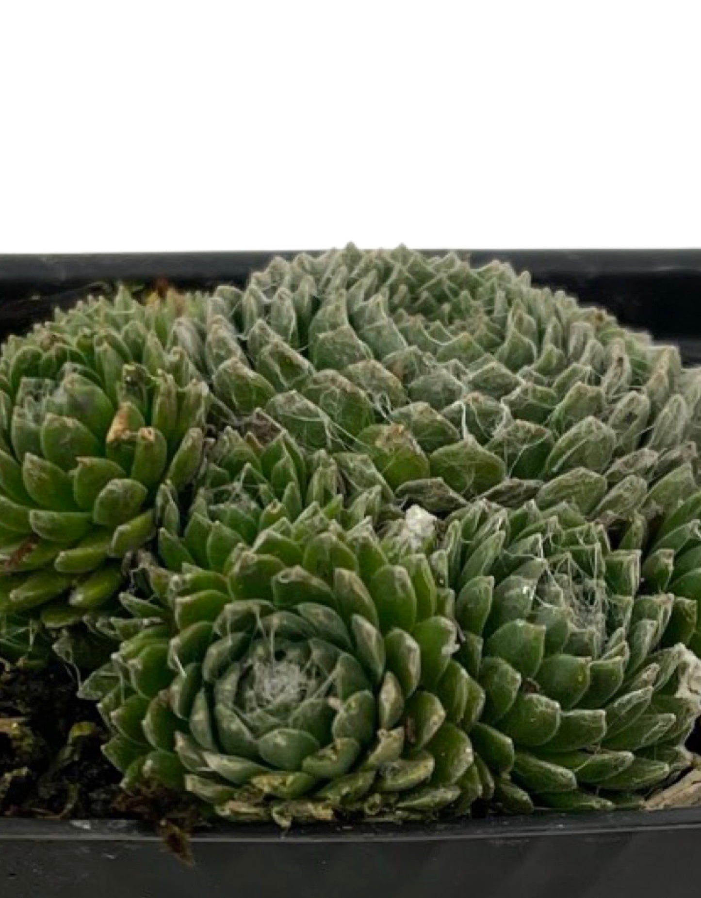 Sempervivum arachnoidium 'Forest Frost'