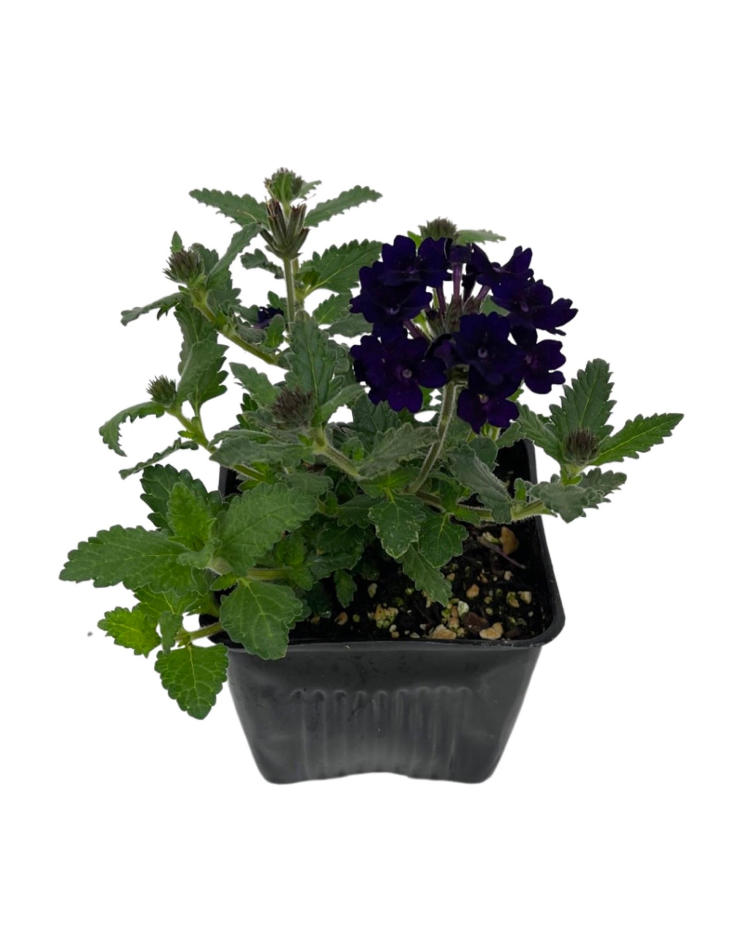 Verbena 'Lascar Black Velvet'