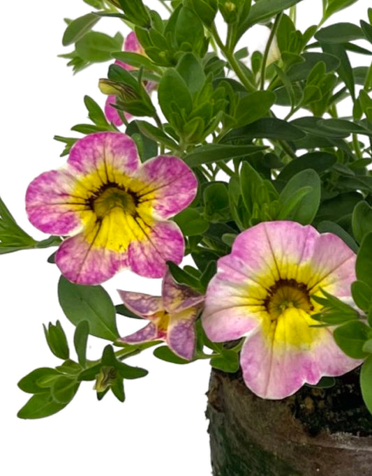 Calibrachoa 'Cha-Cha Diva Hot Pink'