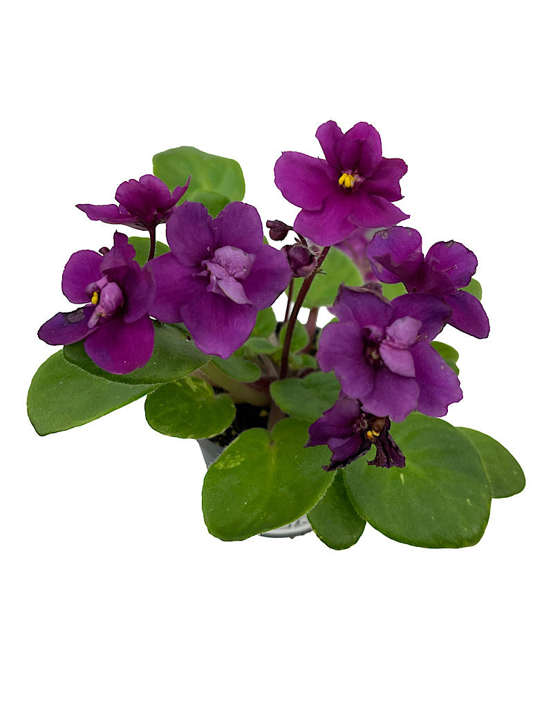 Saintpaulia ionantha