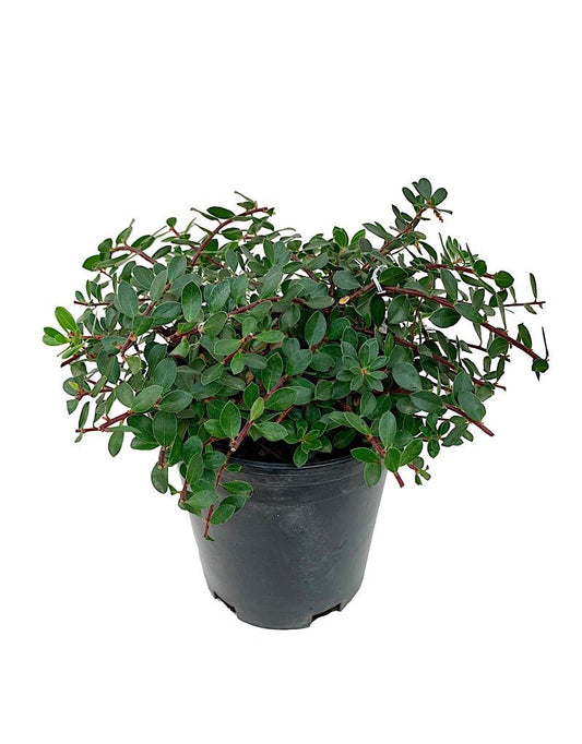 Arctostaphylos 'Emerald Carpet' 1 gal - The Garden Corner