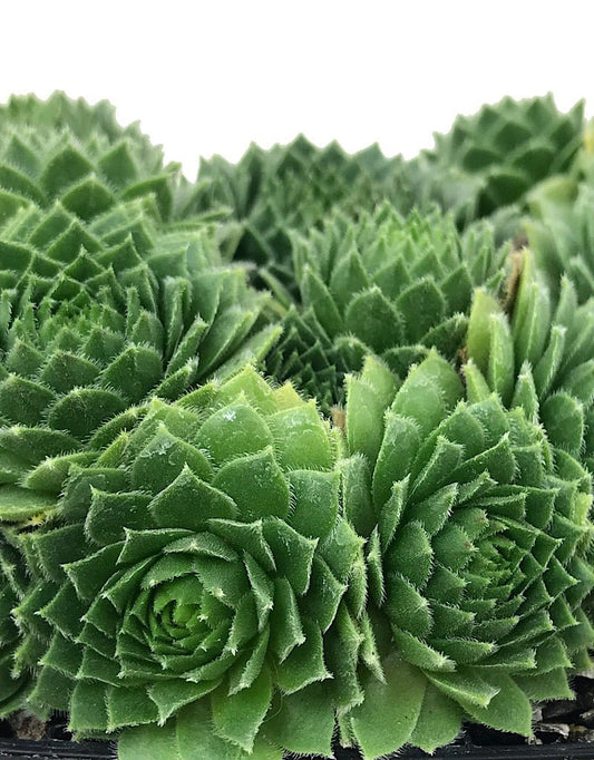Sempervivum 'Green Wheel' 4 Inch - The Garden Corner
