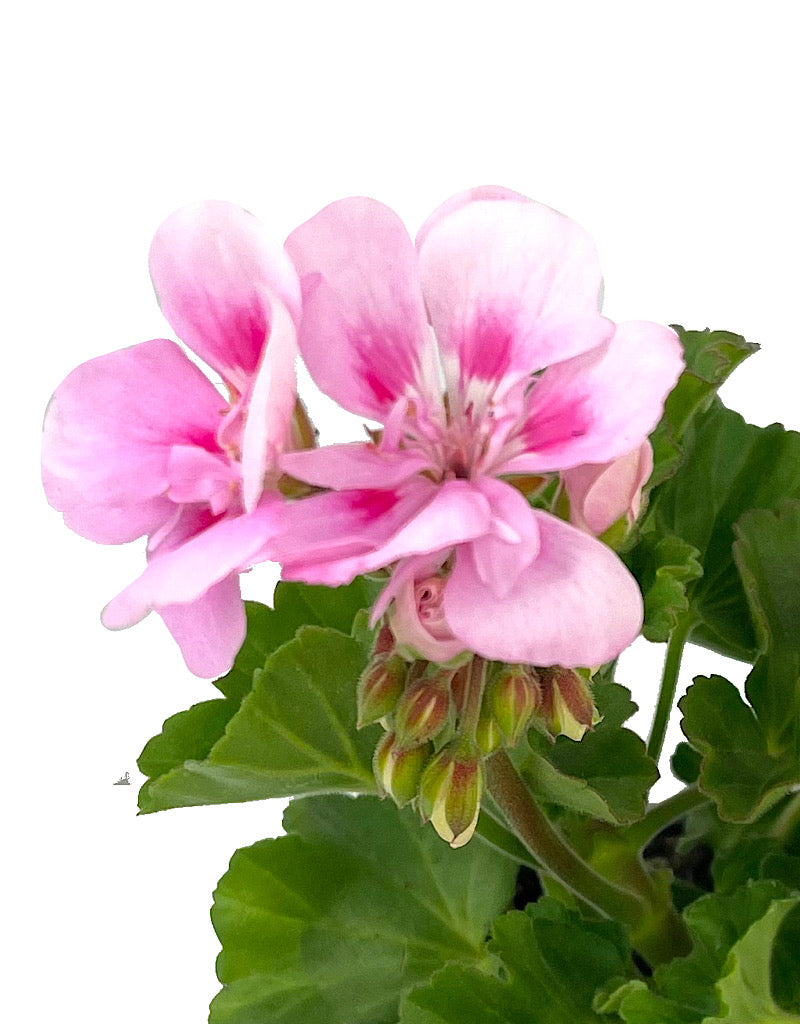 Geranium Zonal 'Tango Light Pink'