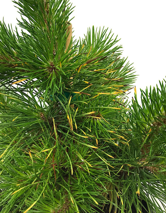 Pinus contorta 'Chief Joseph' 3 Gallon