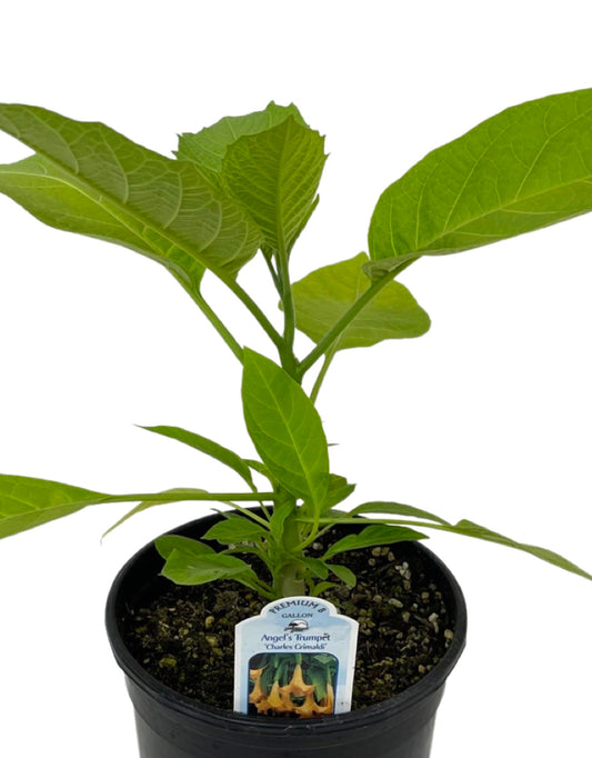 Brugmansia  x cubensis 'Charles Grimaldi'