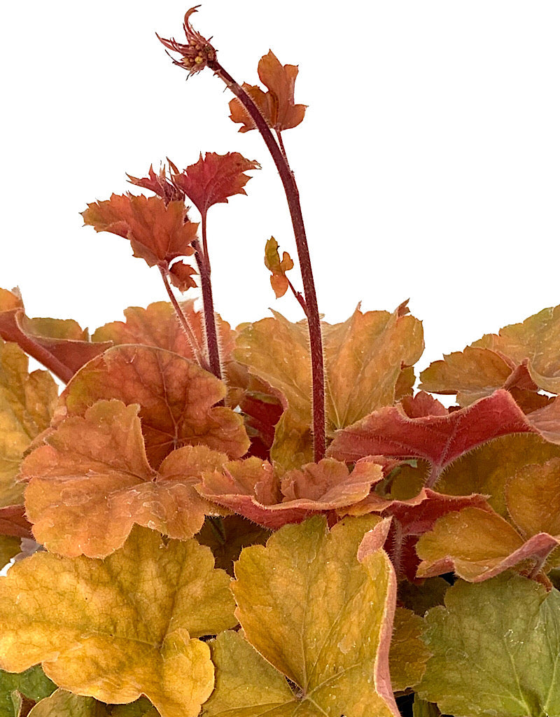 Heuchera 'Northern Exposure Amber'