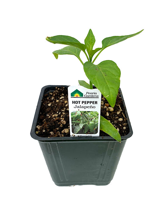 Pepper 'Jalapeno'